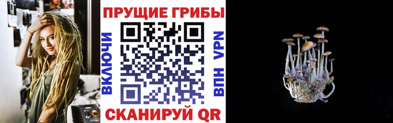 наркошоп  Бологое  Псилоцибиновые грибы Cubensis 